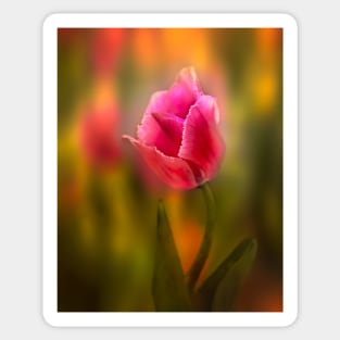 Tulip Garden photograph Sticker